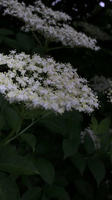 Vertical video timelapse different shots of streets city house sunset Stock Footage 161075247