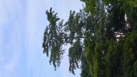 Vertical video. TimeLapse leaves by the wind with a blue sky background Stock Footage 255757965