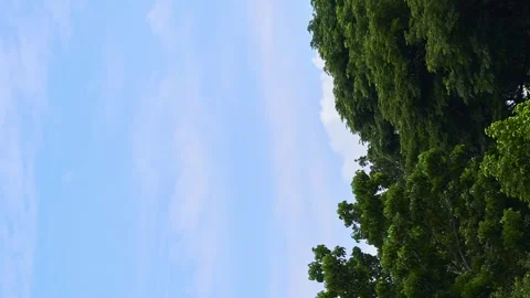 Vertical video. TimeLapse leaves by the wind with a blue sky background Stock Footage 255758018