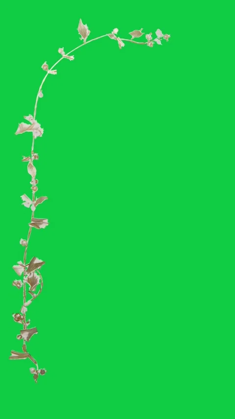 Vertical video: Tiny bud popping left, vine growing up and arching right for Stock Footage 348246361