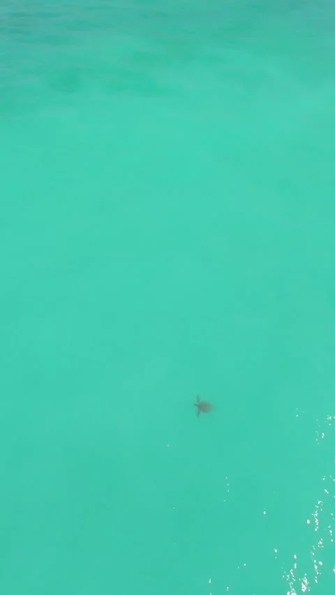 Vertical video. Top Down Aerial View Of Lone Sea Turtle Gliding Through Crystal Stock Footage 336643735