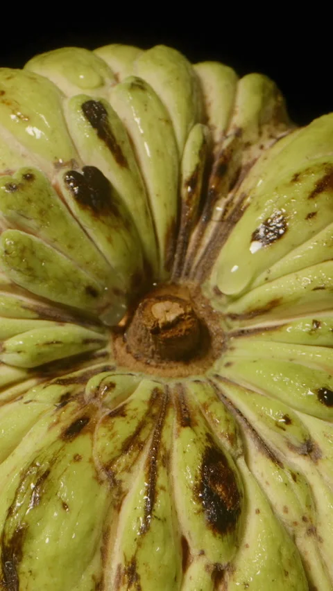 Vertical video. Top Down Close View of Sugar Apple Skin Pattern and Texture on Stockbeeldmateriaal 314433400