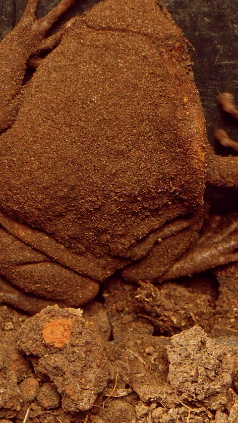 Vertical video. Top Down Close Up of Frog Moving Legs Covered in Soil While Shif Stock Footage 331021840