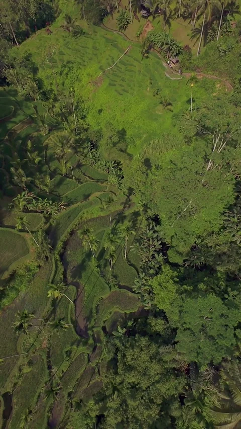 Vertical video. Top Down Drone Perspective Revealing Dense Tropical Forest and T Stock Footage 336629618