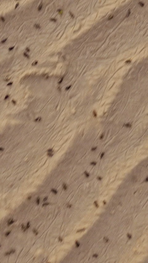 Vertical video. Top Down View of Beach Sand With Repeating Shadow Lines and Smal Stock Footage 327404907