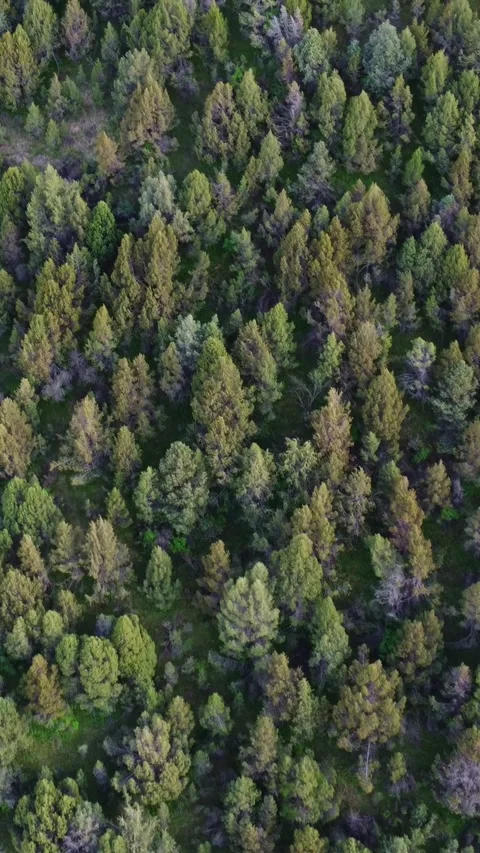 Vertical video: Top Down View of Dense Green Coniferous Forest Canopy Video stock 331991856