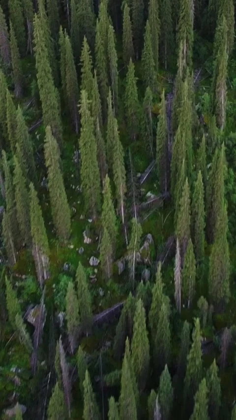Vertical video: Top Down View of Forest Canopy and Deadwood Aerial Video stock 332205191