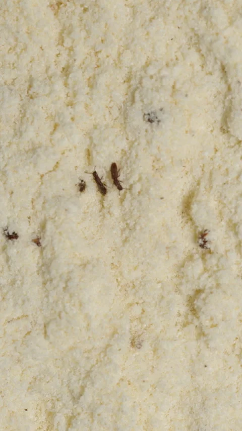 Vertical video. Top View of Flour Infested with Tribolium Confusum Beetles, Tiny Video stock 283306974