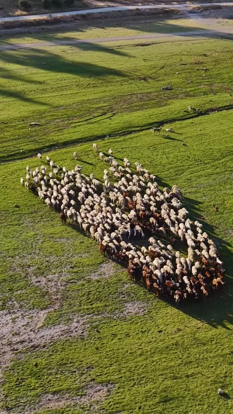 Vertical Video Top View Large Flock of Sheep Grazing on Green Pasture Land Stock Footage 342274945