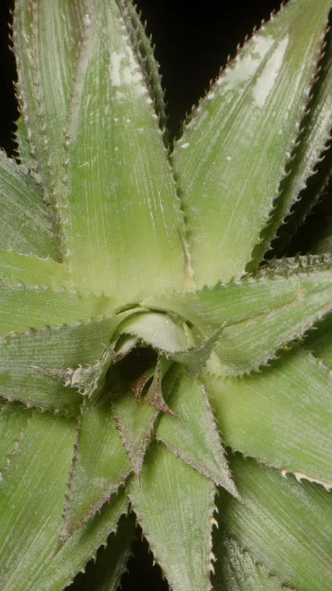 Vertical video. Top View of Pineapple Crown Seamlessly Rotating in Loop Against Stock Footage 311885631