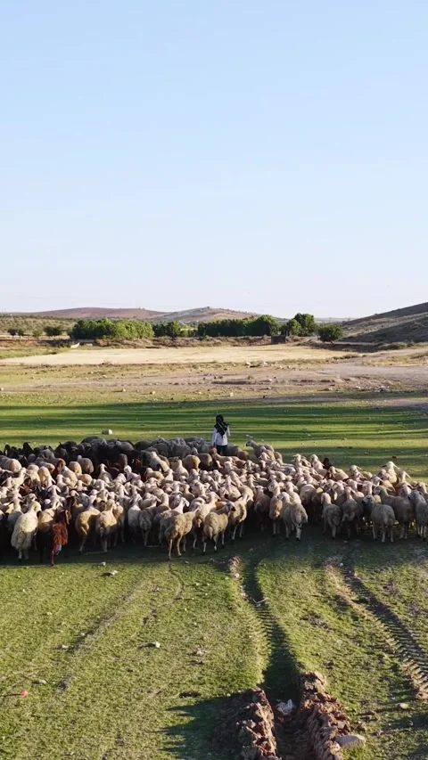 Vertical Video Top View Sheep Herd Surrounded by Open Grass and Dirt Paths Stock Footage 342272777