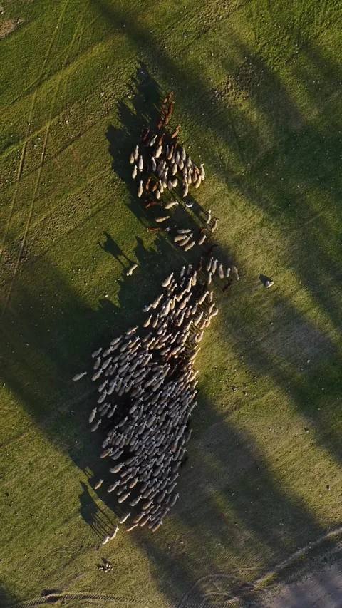 Vertical Video Top View Sheep Herd Moving Together Across Sunlit Grassland Stock Footage 342273525