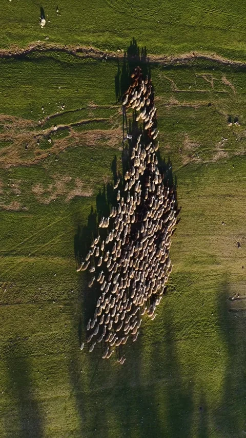 Vertical Video Top View Sheep Herd Creating Natural Pattern on Grass Field Stock Footage 342274877