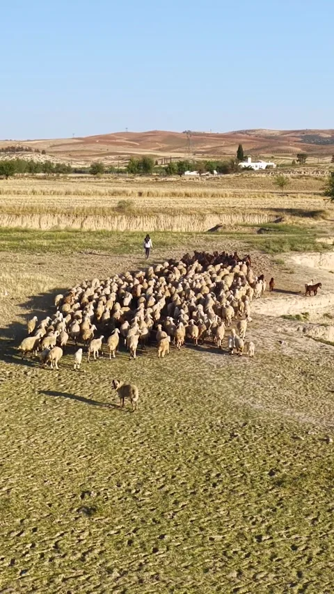 Vertical Video Top View Sheep Herd Gathering Tightly on Grass Field at Sunset Stock Footage 342275702