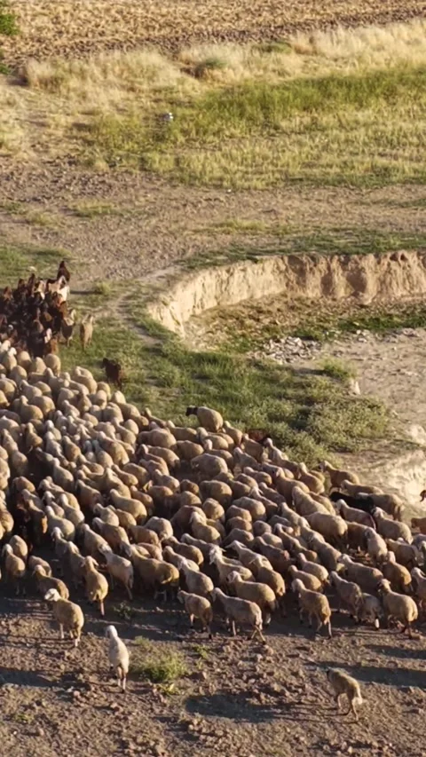 Vertical Video Top View Sheep Herd Forming Shape While Grazing on Green Field Stock Footage 342275940