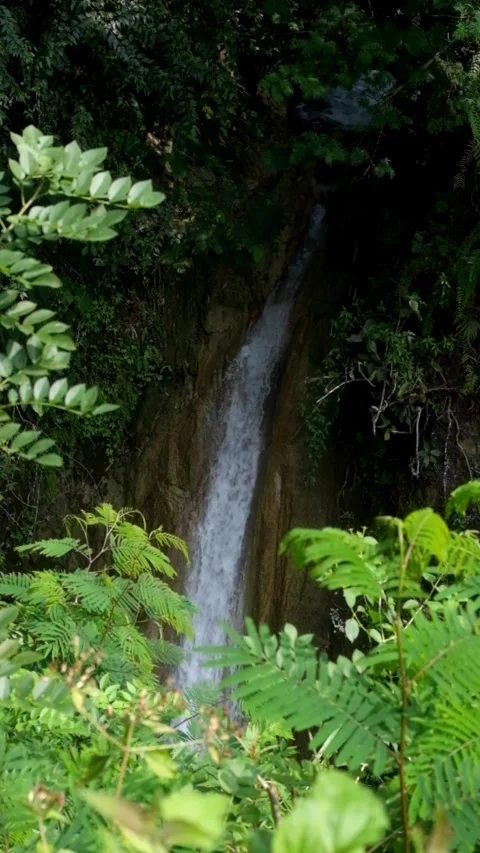 Vertical video top view of a waterfall in the middle of a tropical rainfores Stock Footage 321324862