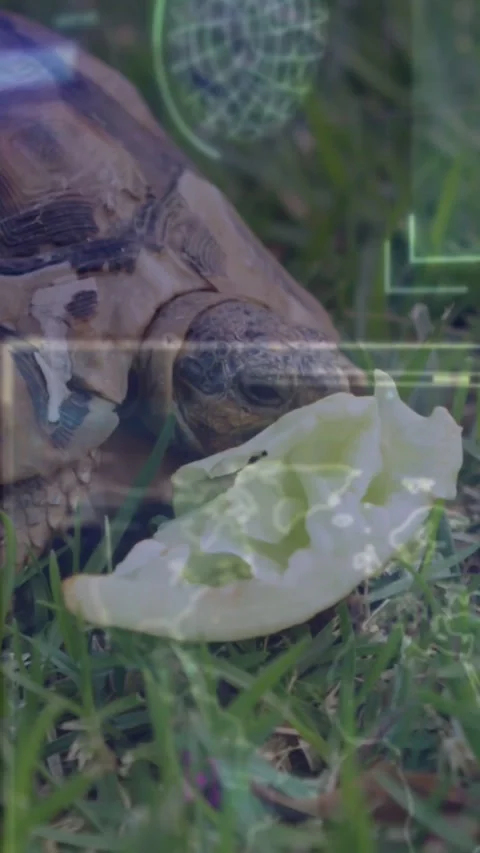 Vertical video: Tortoise reacting to lettuce, feeding, nudging nibbling leaf, Video stock 334599018