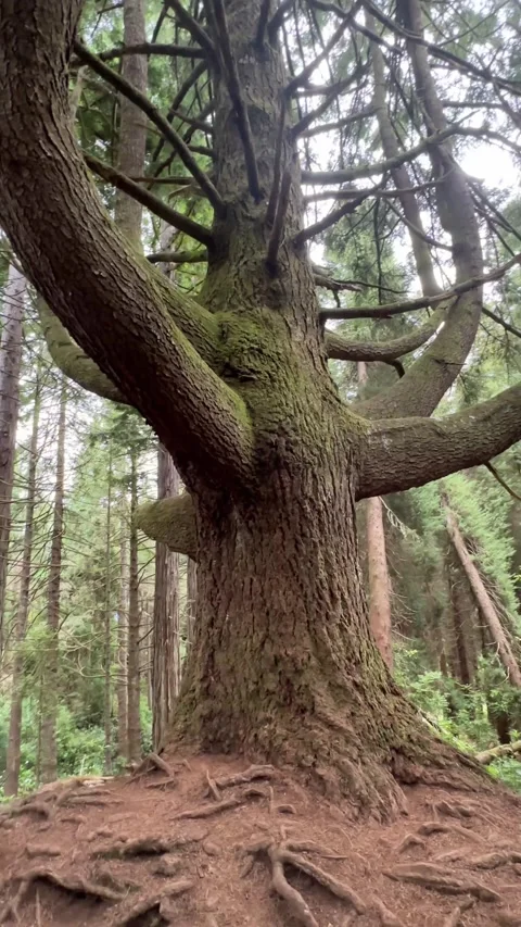 Vertical video of a towering cedar tree at the entrance of the Levada do Stock Footage 285781116