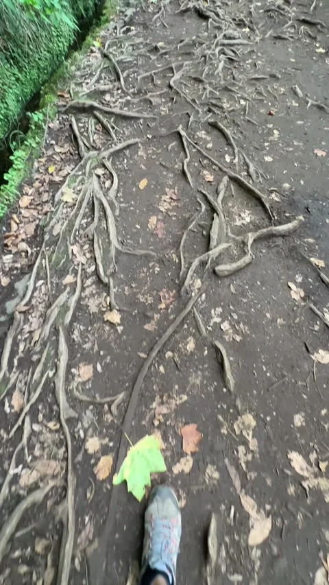 Vertical video of a towering cedar tree at the entrance of the Levada do Stock-Footage 285781219
