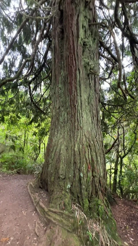 Vertical video of a towering cedar tree at the entrance of the Levada do Stock Footage 285781364