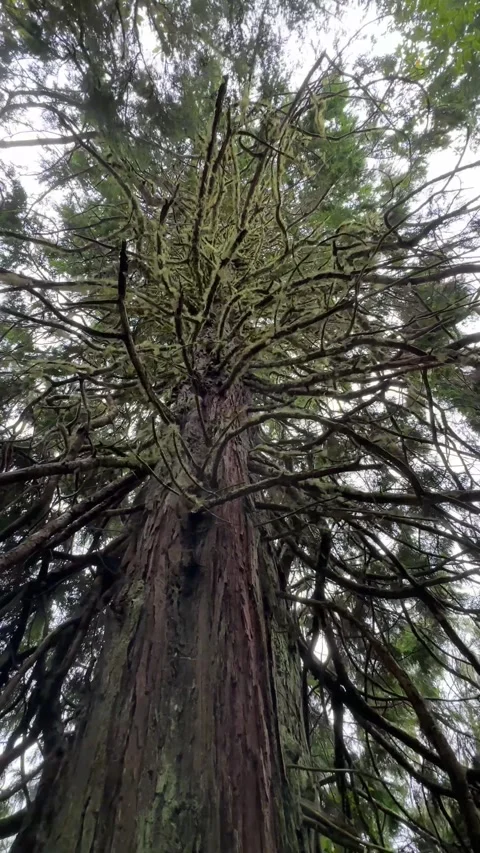 Vertical video of a towering cedar tree at the entrance of the Levada do Stock-Footage 285781517