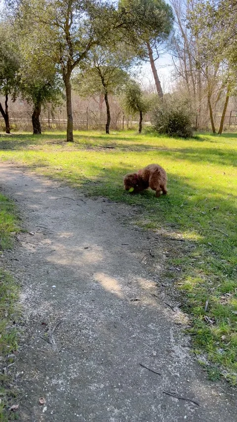 Vertical video of toy poodle jumping  with a  ball Video stock 236103577