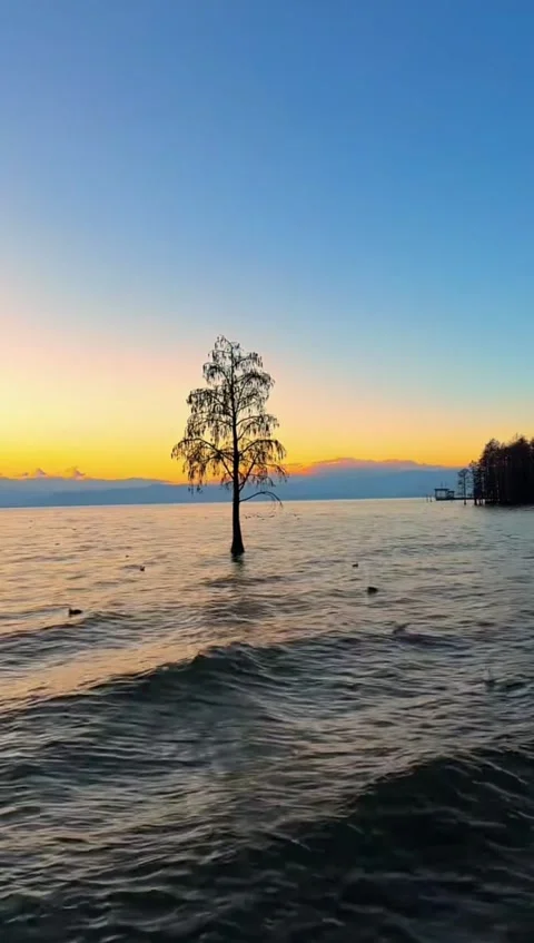 Vertical video tracking shot of two silhouette trees standing in lake at sun Video stock 328620286