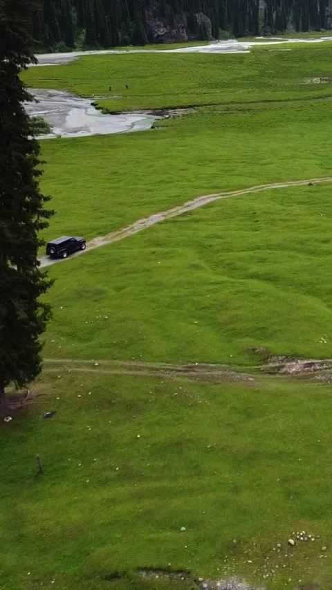 Vertical video: Tracking SUV Past Lone Spruce in Lush Green Valley Video stock 331648217