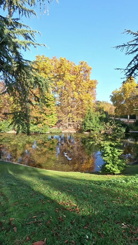 Vertical video of a  tranquil pond surrounded by autumn trees Stock Footage 292439009