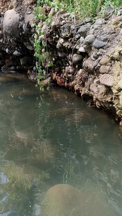 Vertical video of Tranquil stream flowing beside a rocky riverbank with hang Video stock 342962258