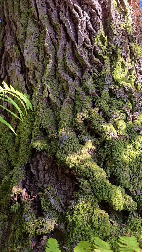 Vertical video of tree bark with moss patterns and swaying fern Stock Footage 344472231
