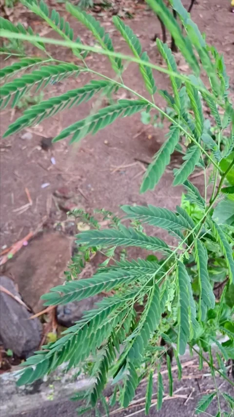 Vertical Video of Tree Branch with Green Leaves Stock Footage 316163038