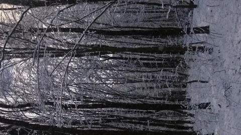 Vertical video. Tree branches are covered with snow, which falls to the ground Stock-Footage 256224321