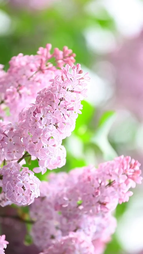 Vertical video of tree flower background Stock Footage 241584724