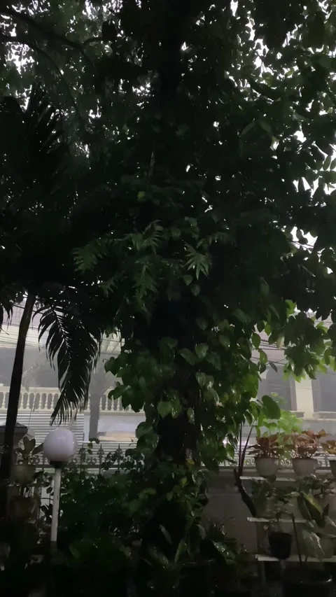 Vertical video of tree on raining Stock Footage 327837133