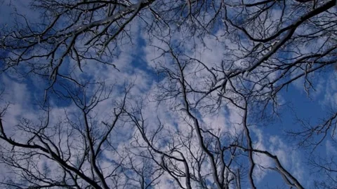 Vertical video. Tree tops and branches with snow on the background of the sun Video stock 256224011