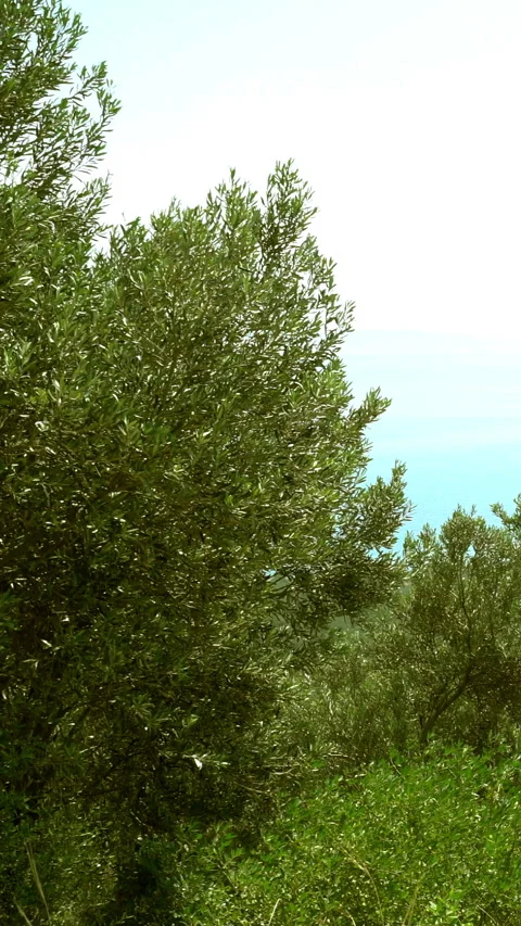 Vertical video, trees in the forest Stockbeeldmateriaal 282347872