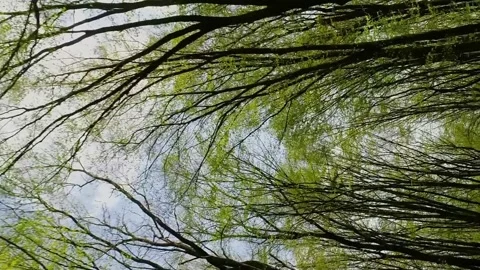 Vertical video. Trees with small leaves on sky background. Stock-Footage 237369390