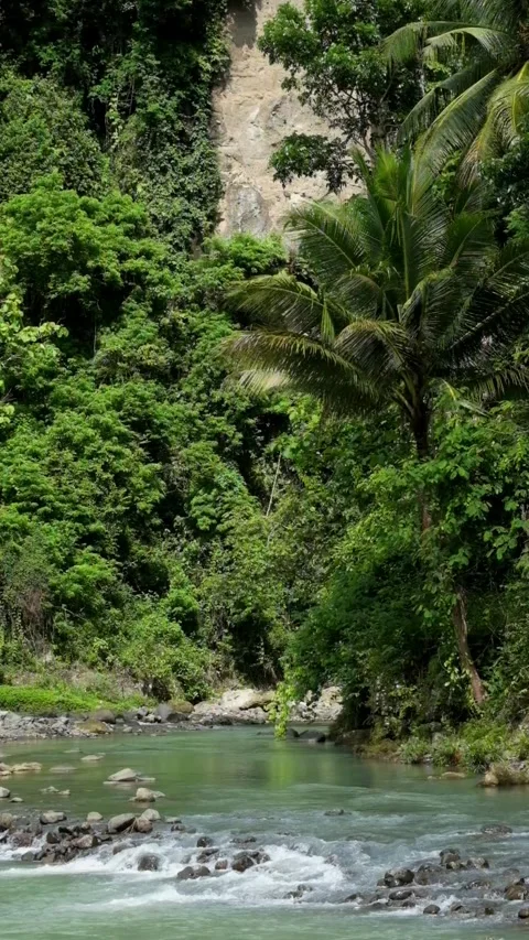 Vertical video of a tropical forest river with high cliffs Видео 336843021