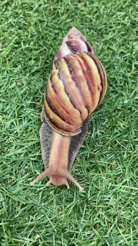 Vertical Video Of Tropical Large Snail Moving On Grass Overhead View Stock Footage 328920918