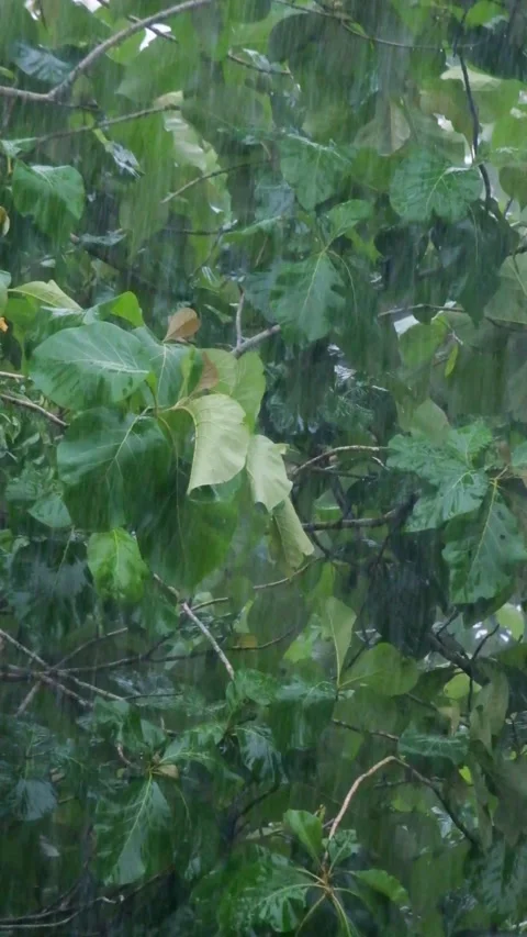 Vertical video of tropical rainforest trees and leaves swaying in heavy rain Vídeos de archivo 336830805