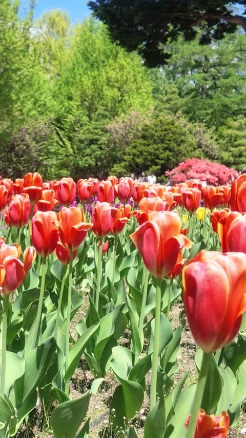 Vertical Video Tulips Swaying in the Wind in a Garden Видео 337215038