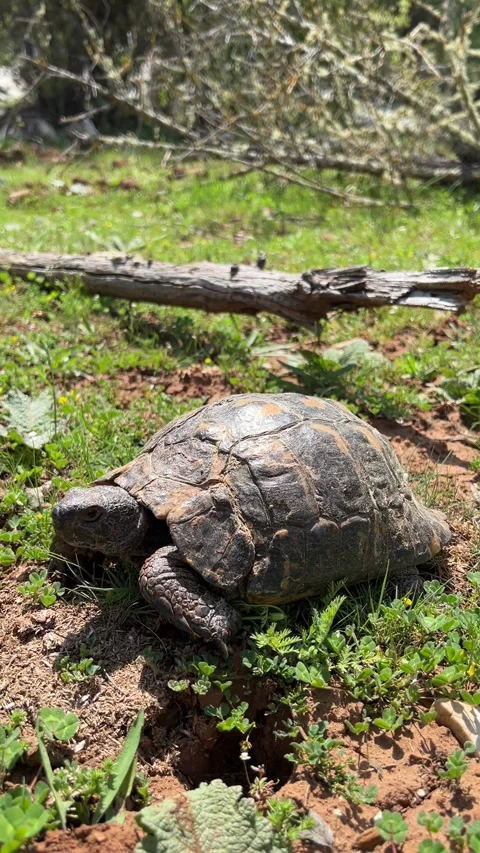 Vertical video of a turtle moving among grass and branches in natural habitat Stock Footage 318953211