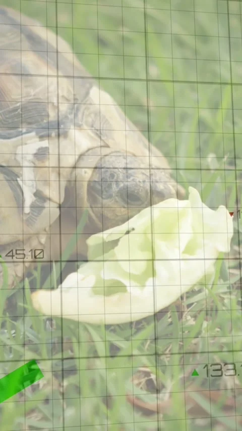 Vertical video: Turtle sensing lettuce nibbling leaf while grid rising, tracking Stock Footage 334386830