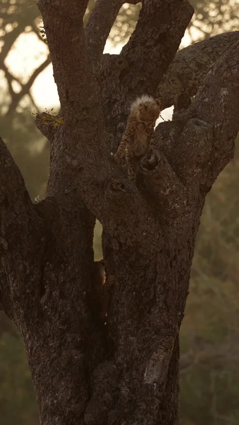 Vertical video, two cheetah cubs high up in a big tree Stock Footage 340264587