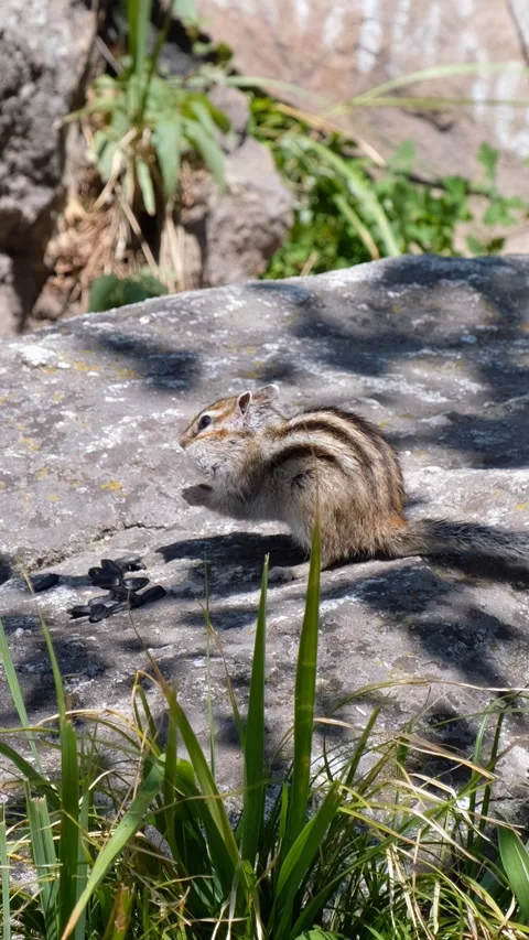 Vertical video of a two chipmunks on the stone in a forest. Stock Footage 335919522