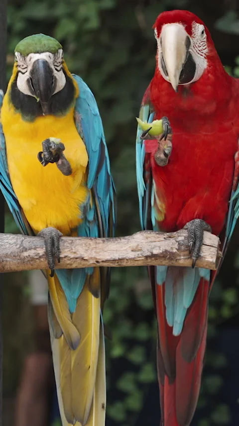 Vertical video. Two colorful Macaw parrots, one red and the other yellow, sit on Stock Footage 248252653