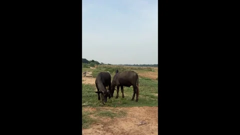 Vertical Video of Two Grazing Cows on Rural Riverbed Near Bhubaneswar India Video stock 338040695