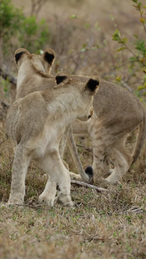 Vertical video, two lion cubs hearing the lioness call Stock Footage 346770117