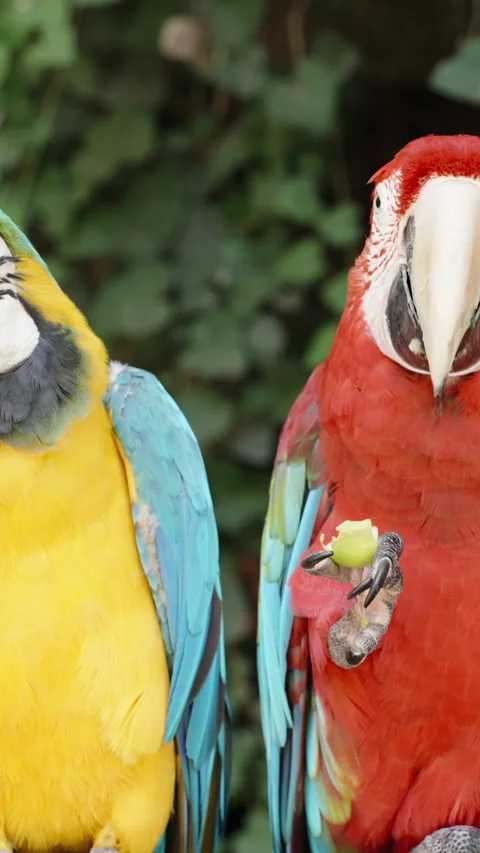 Vertical video. Two Macaw parrots sit on a branch in the forest and eat fruits. Stock Footage 248254328